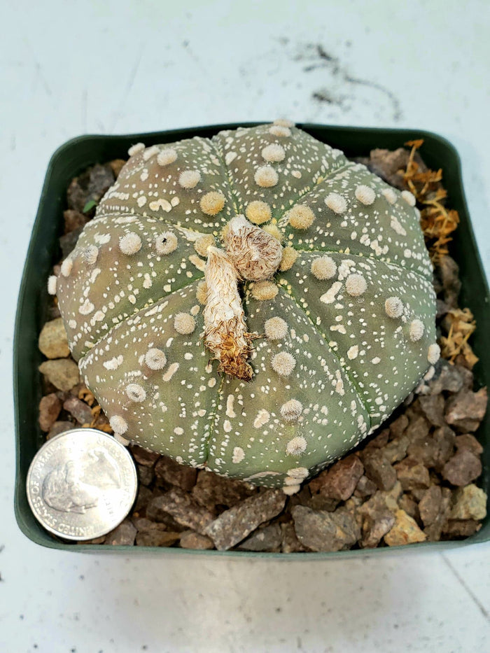 Large