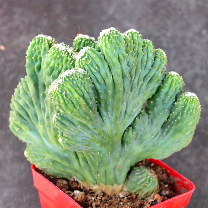 Rare Crested Cereus Peruvianus Monstrose, crested cactus, live plant