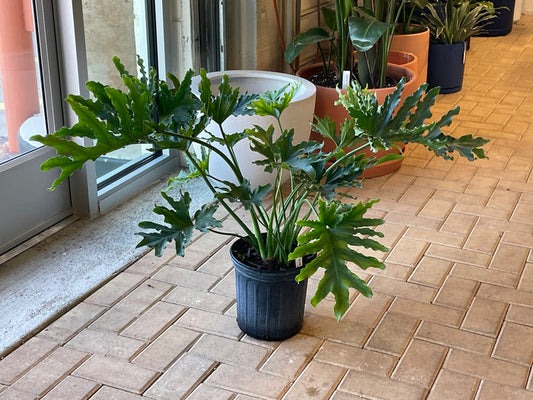 10" Philodendron Lickety Split