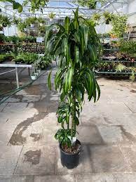 12" Dracaena - Hawaiin Sunshine Cane