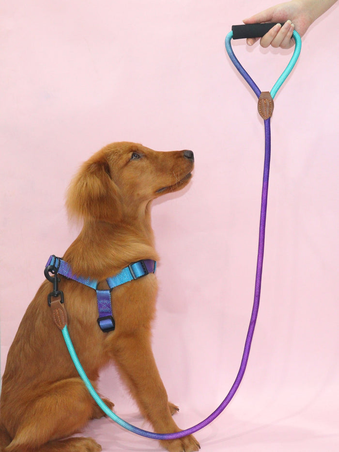 1pc Colorblock Pet Leash - SAFICCO