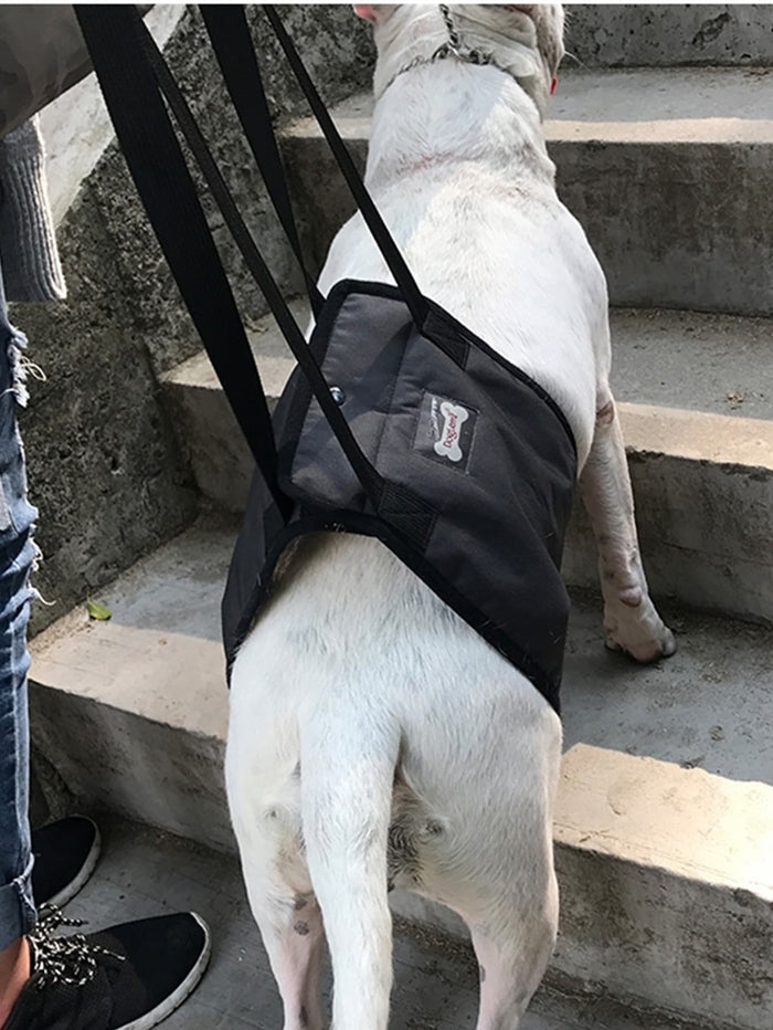 1pc Pet Auxiliary Walking Safety Belt - SAFICCO