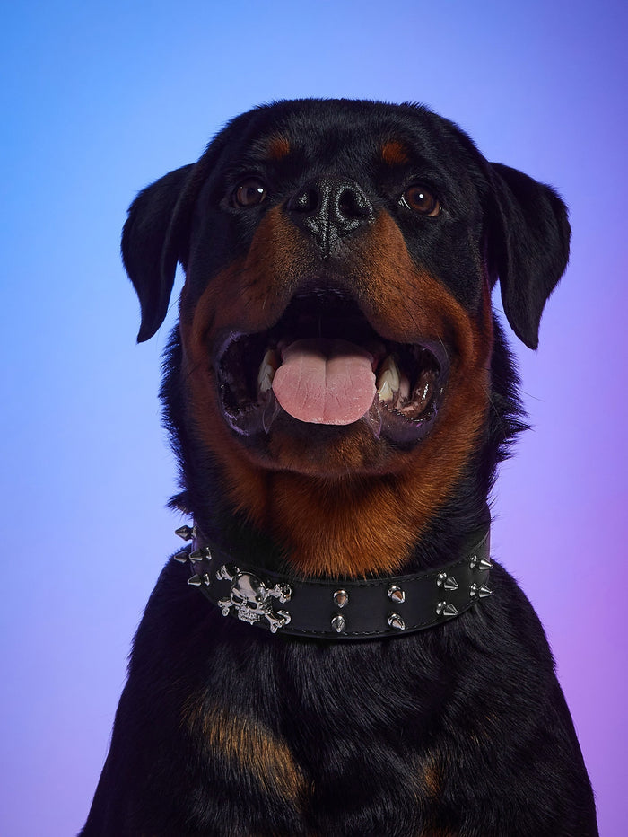 1pc Skeleton Decor Pet Collar - SAFICCO