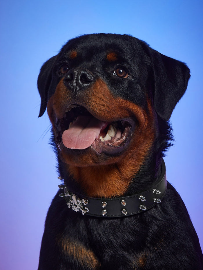 1pc Skeleton Decor Pet Collar - SAFICCO