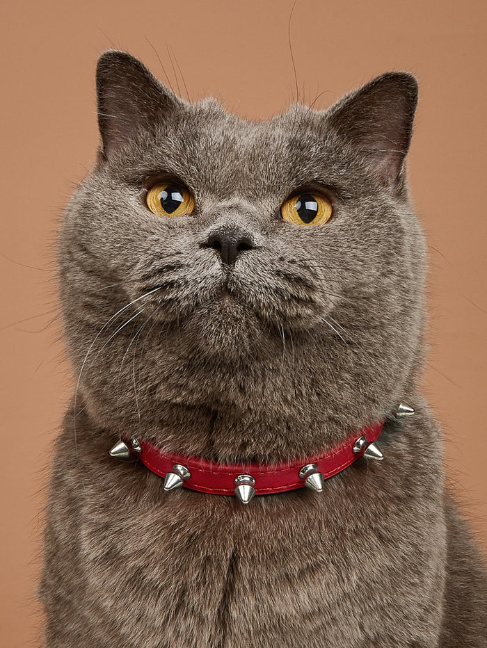 1pc Stud Decor Pet Collar - SAFICCO