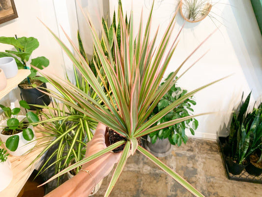 3" Dracaena Bicolor Tips