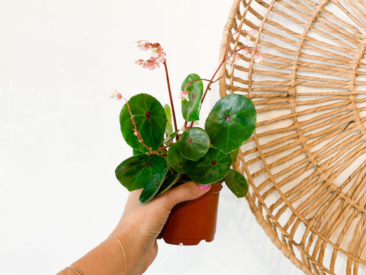 4" Begonia Conchifolia 'Red Ruby'
