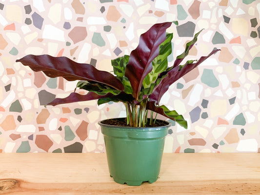 4” Calathea Lancifolia