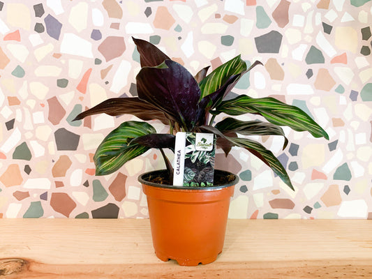 4” Calathea Ornata