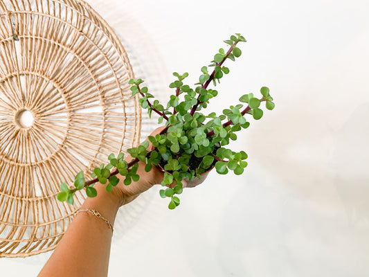 4” Elephant Bush