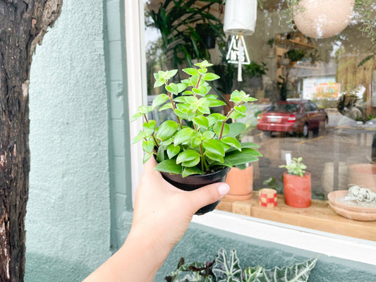 4" Lipstick Plant