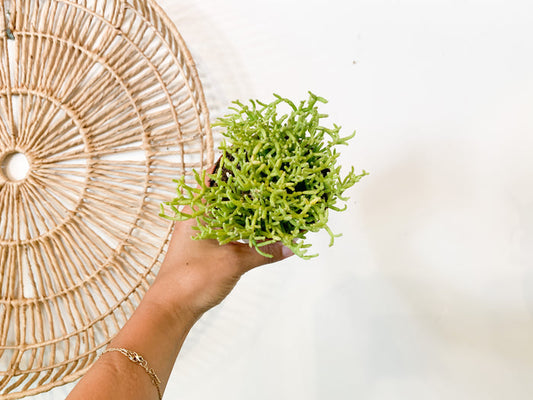 4” Rhipsalis