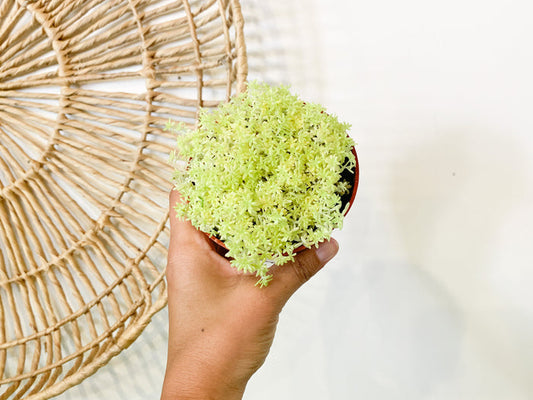 4” Sedum ‘Tokyo Sun’