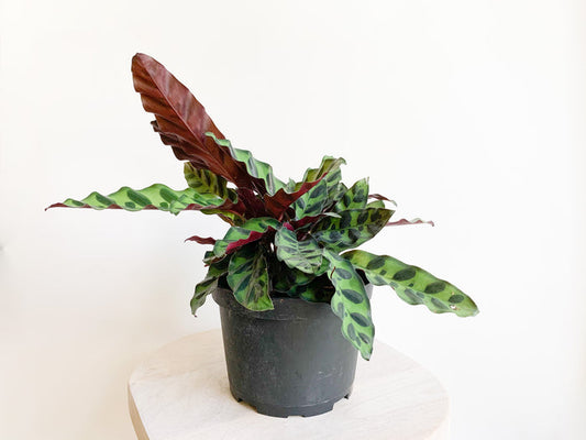 6” Calathea Lancifolia 'Rattlesnake'