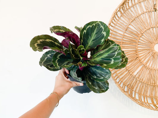 6” Calathea Medallion