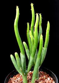 6" Leucodendron