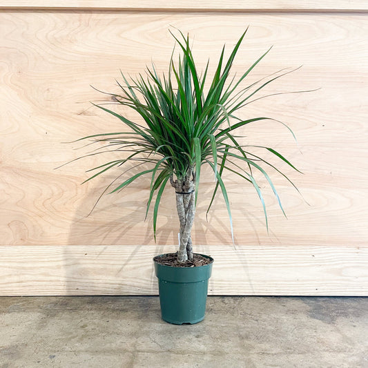 6" Marginata Braid