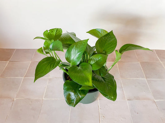 6” Pothos ‘Jade’