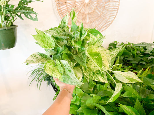 6” Pothos ‘Marble Queen’