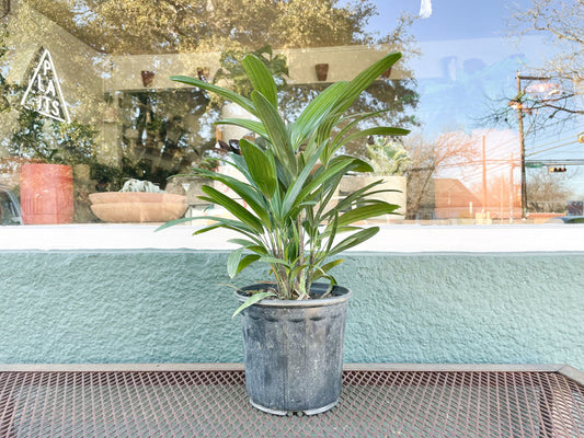 6" Rhapis Palm