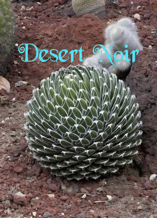 Agave Victoriae-Reginae – Queen Victoria Agave Live Succulent, Rare Compact Rosette, Drought-Tolerant Desert Plant