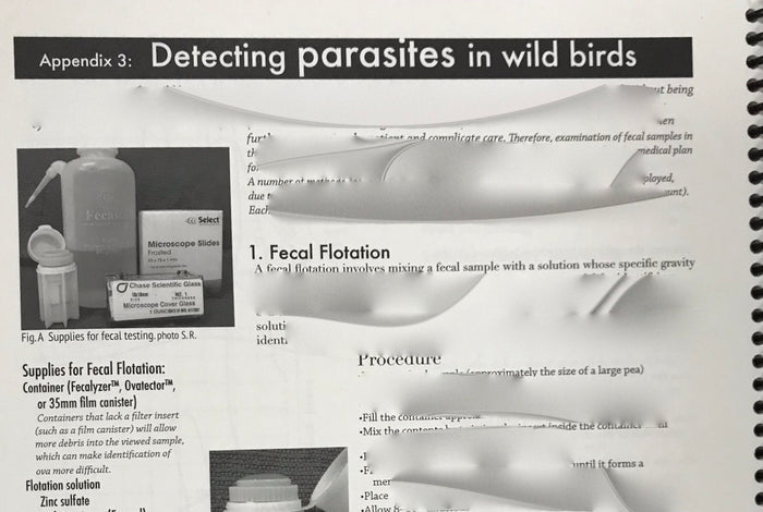 An Introduction to Aquatic Bird Rehabilitation
