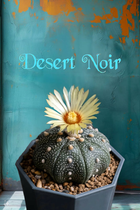 Astrophytum asterias cactus