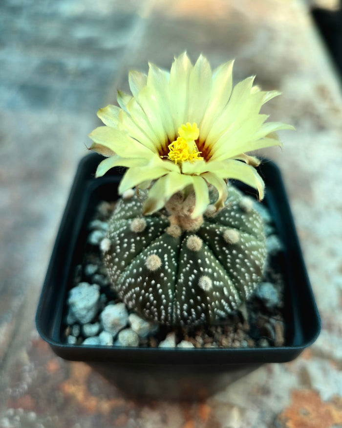 Astrophytum asterias cactus