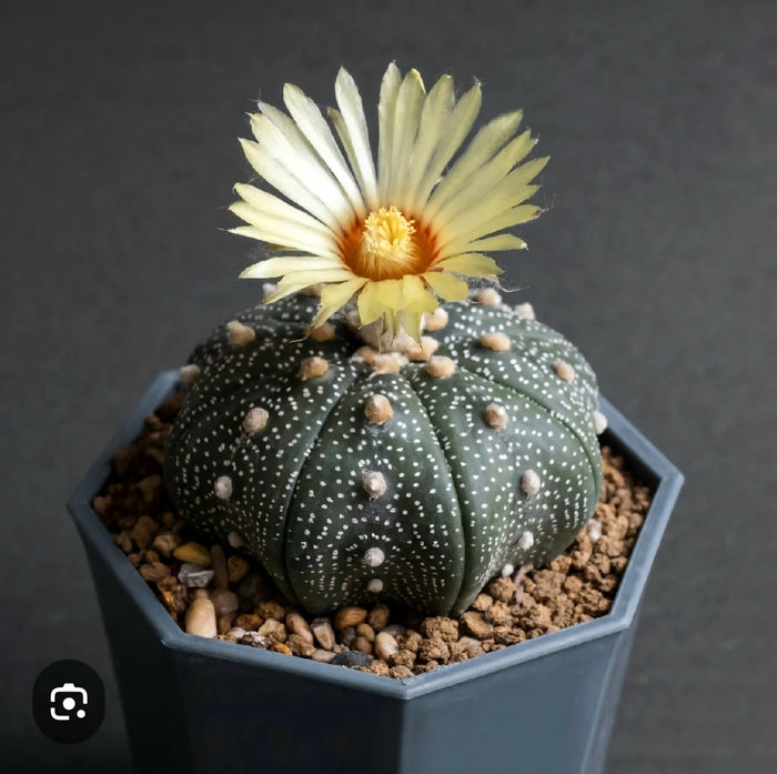 Astrophytum asterias cactus
