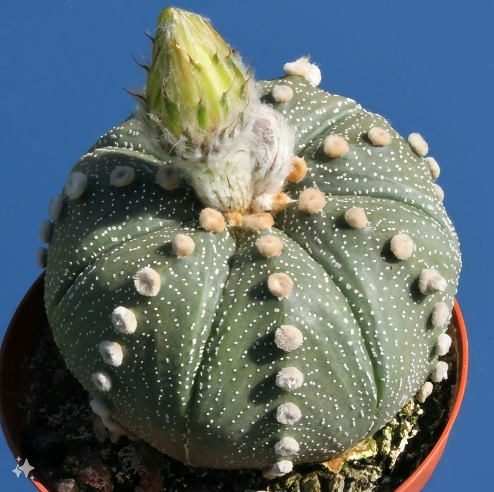 Astrophytum asterias cactus