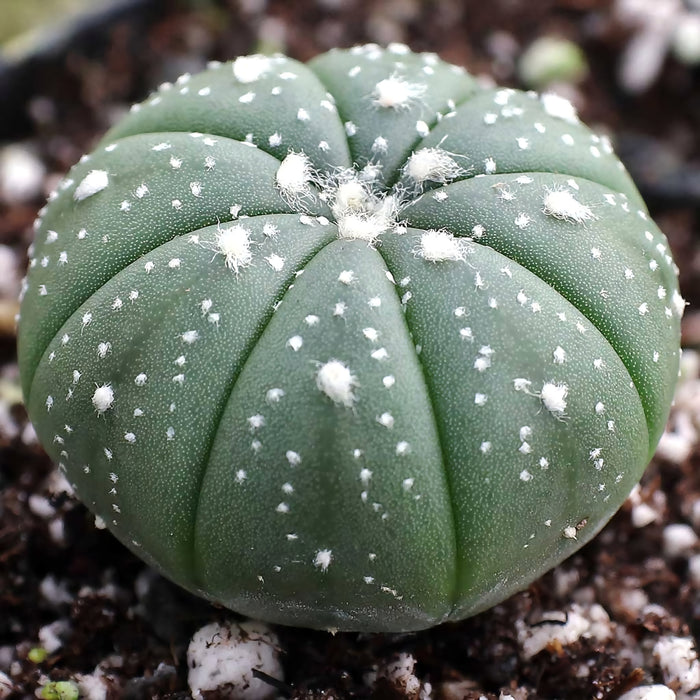 Astrophytum asterias cactus