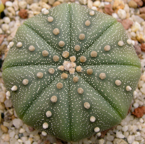 Astrophytum asterias cactus