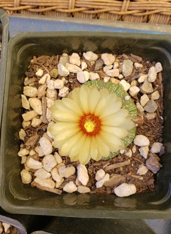 Astrophytum asterias cactus