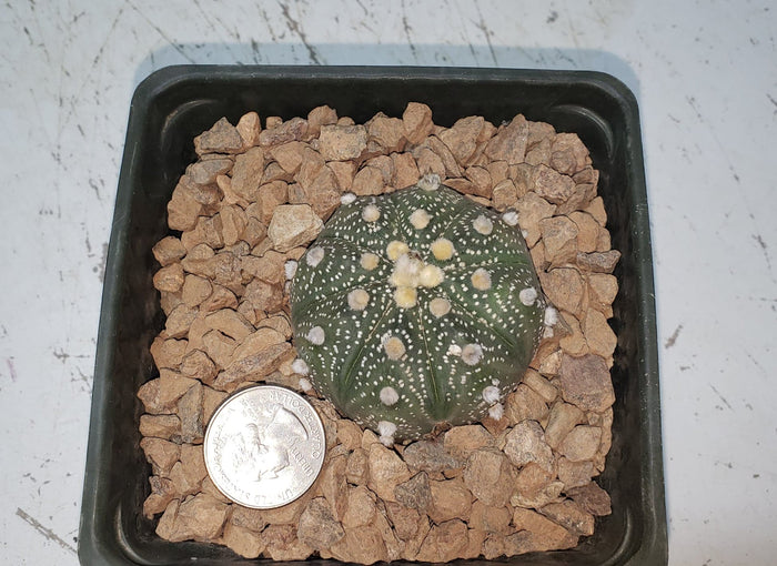 Small