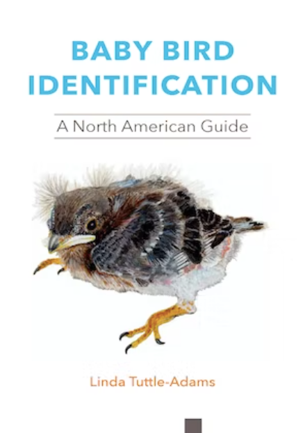 Baby Bird Identification: A North American Guide