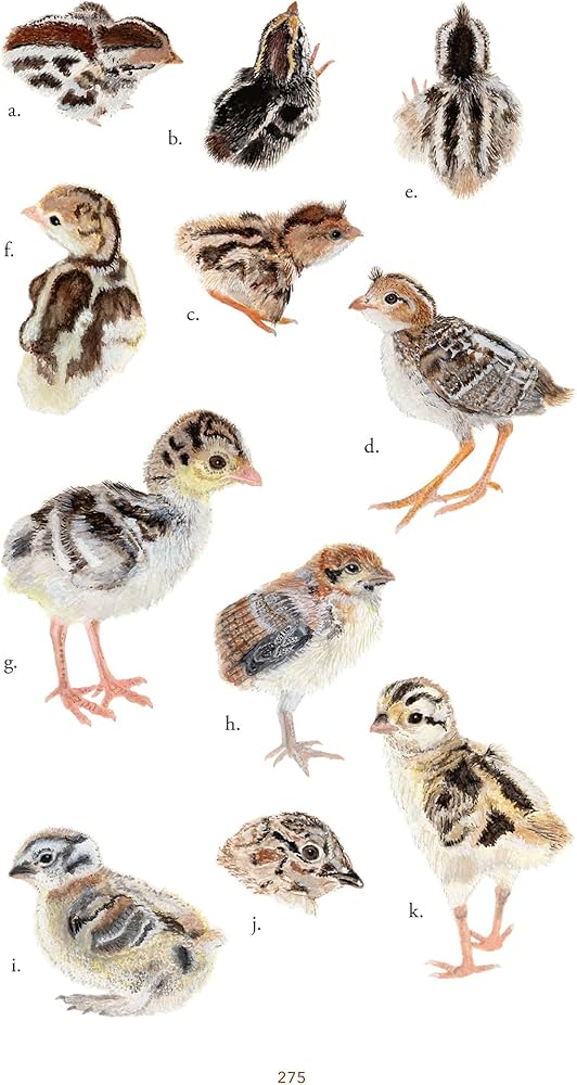 Baby Bird Identification: A North American Guide