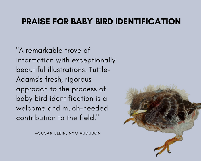 Baby Bird Identification: A North American Guide
