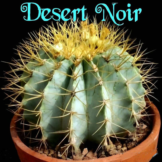 Blue golden barrel cactus, Ferocactus glaucescens, blue barre