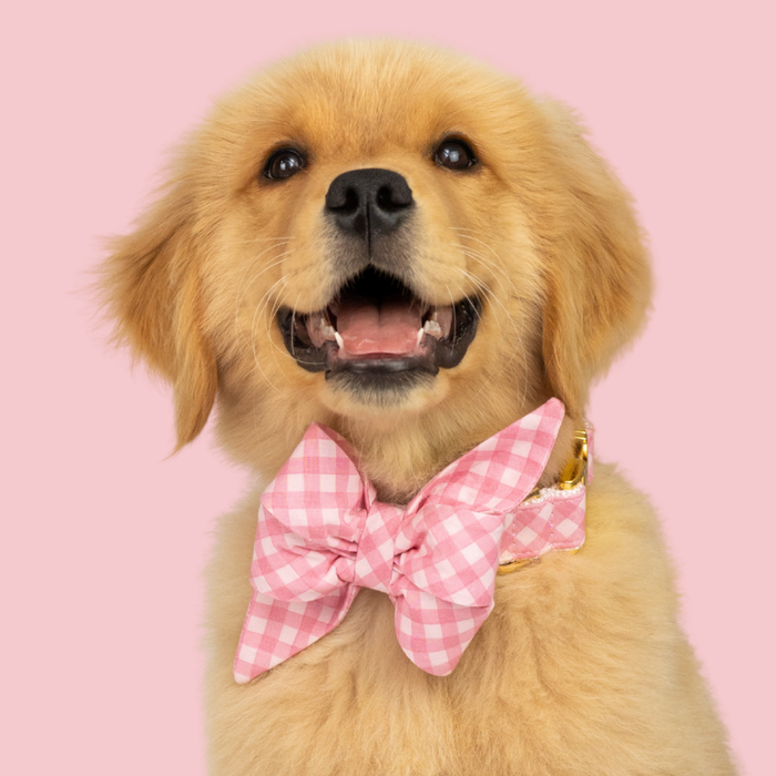 Blush and Bashful Picnic Plaid Belle Bow Dog Collar - Crew LaLa