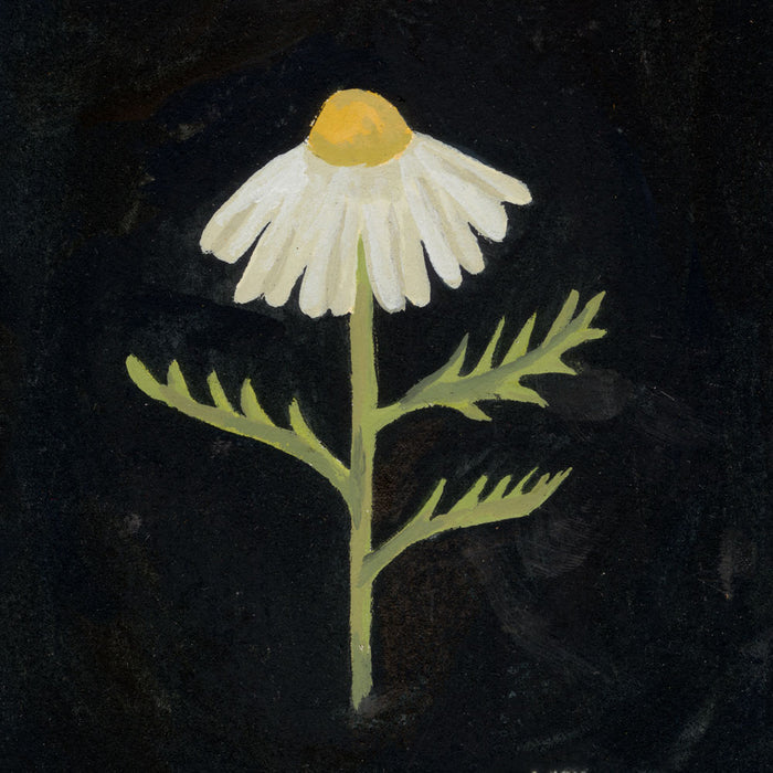 Chamomile print