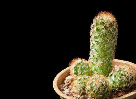 Copper King Cactus, Mammillaria elongata, the gold lace cactus , ladyfinger cactus, Succulent