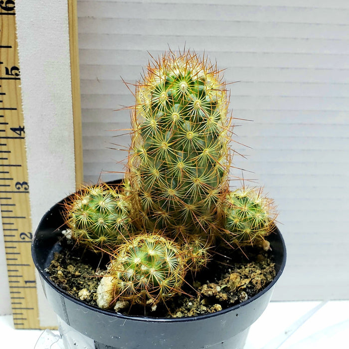 Copper King Cactus, Mammillaria elongata, the gold lace cactus , ladyfinger cactus, Succulent