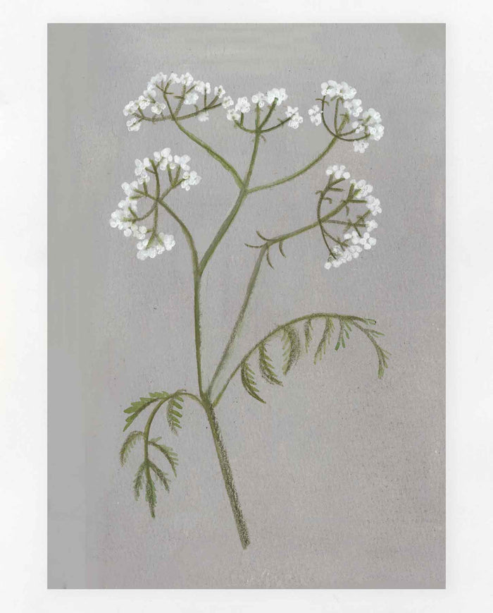 Cow Parsley Print