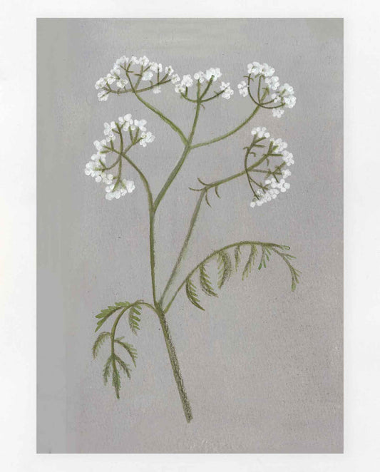 Cow Parsley Print