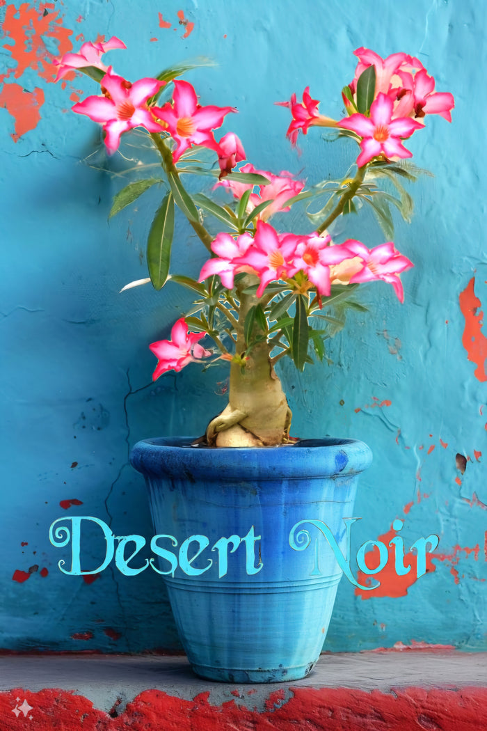 Desert Rose, Adenium obesum