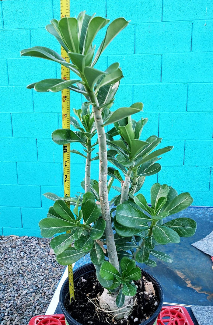 Desert Rose, Adenium obesum