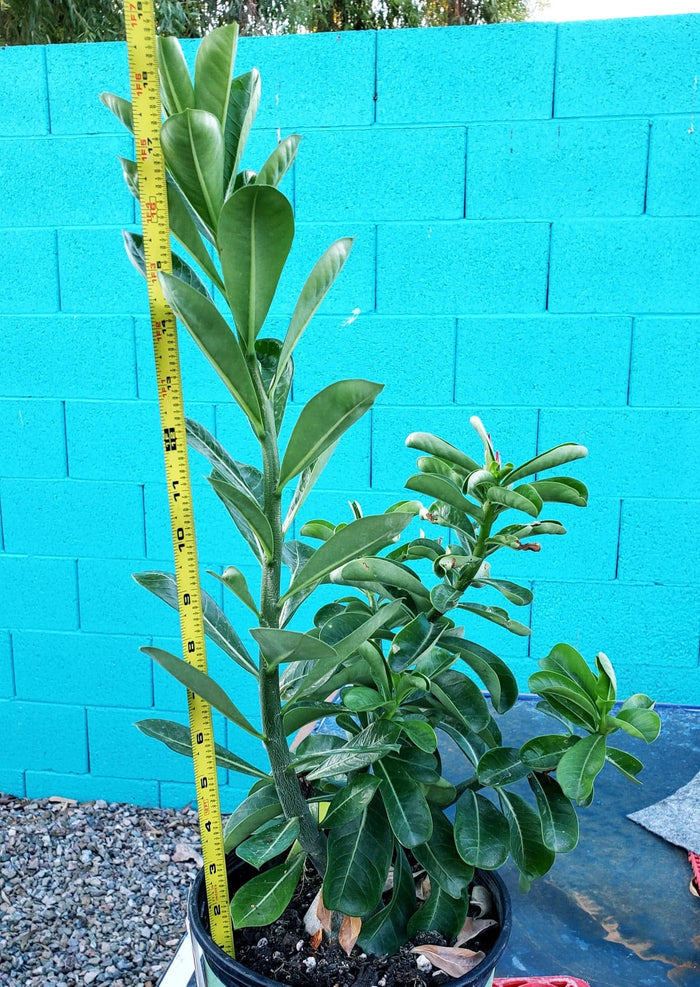 Desert Rose, Adenium obesum