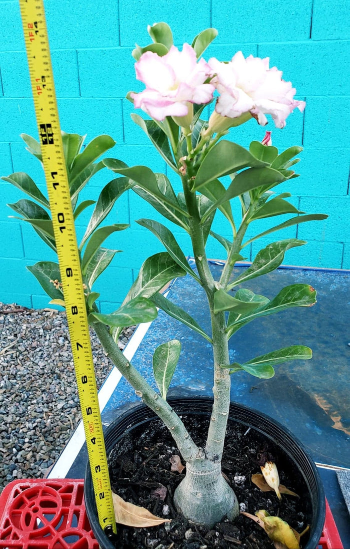 Desert Rose, Adenium obesum