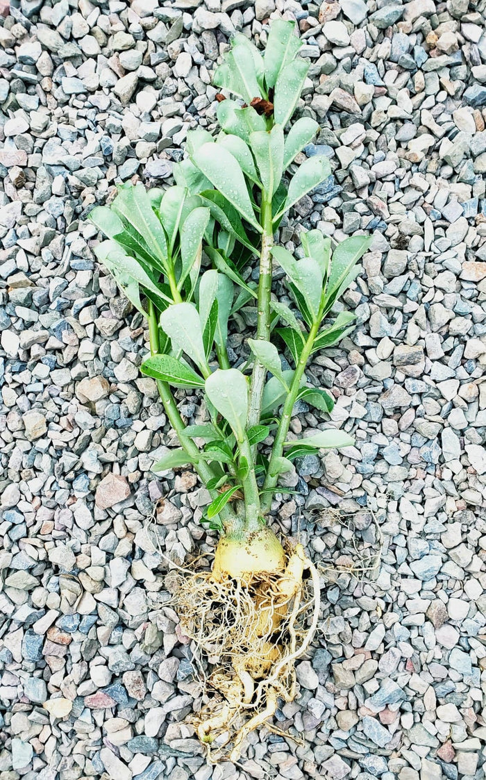 Desert Rose, Adenium obesum