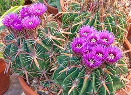Devils Tongue Barrel Cactus, Ferocactus latispinus, fish hook cactus,  barrel cactus, cactus, succulent, live plant